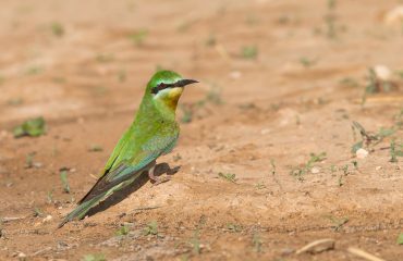 Blue-cheeked-Bee-eater-Oman-Mike-Watson