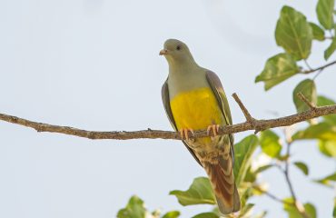 Bruces-Green-Pigeon-Oman-Mike-Watson