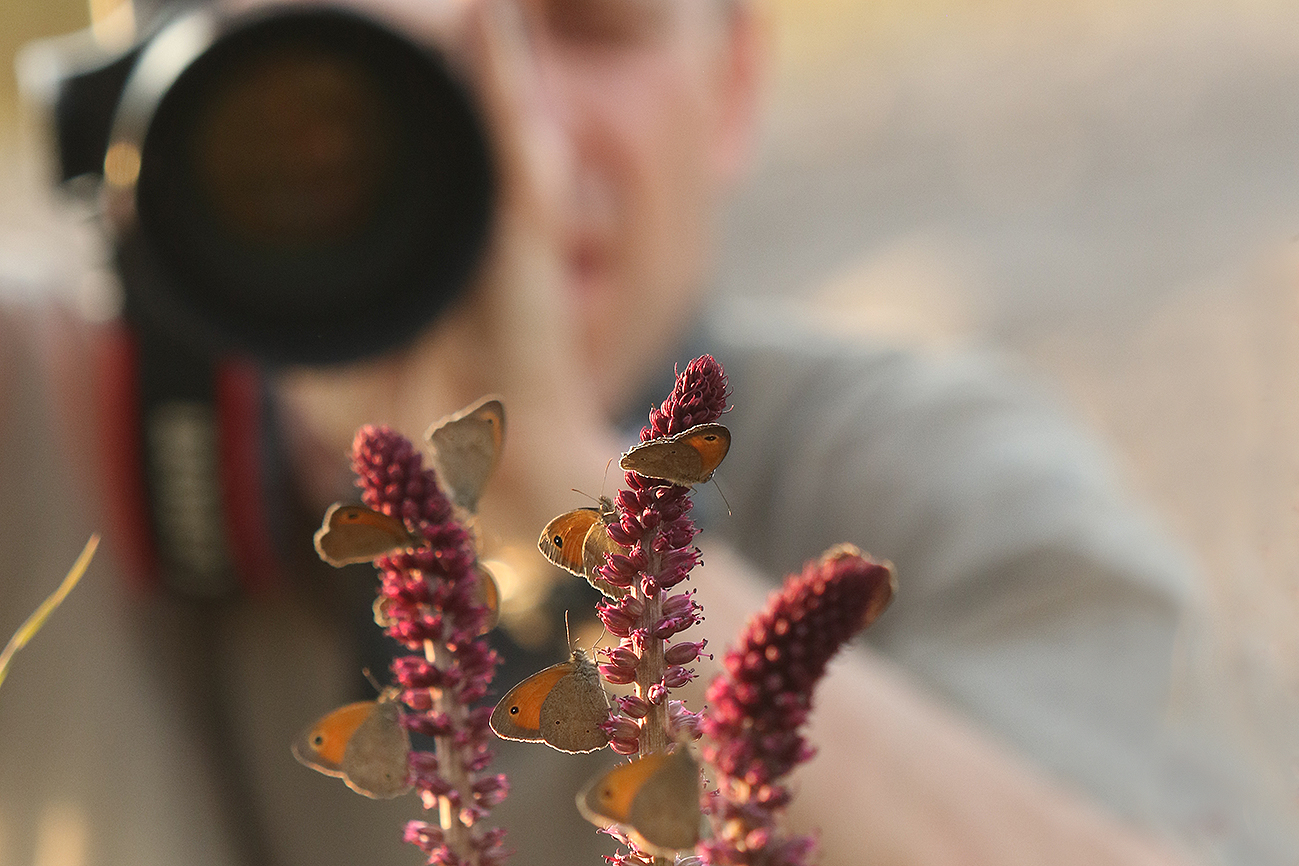 795A4501-Φωτογραφίζοντας πεταλούδες στην Λέσβο